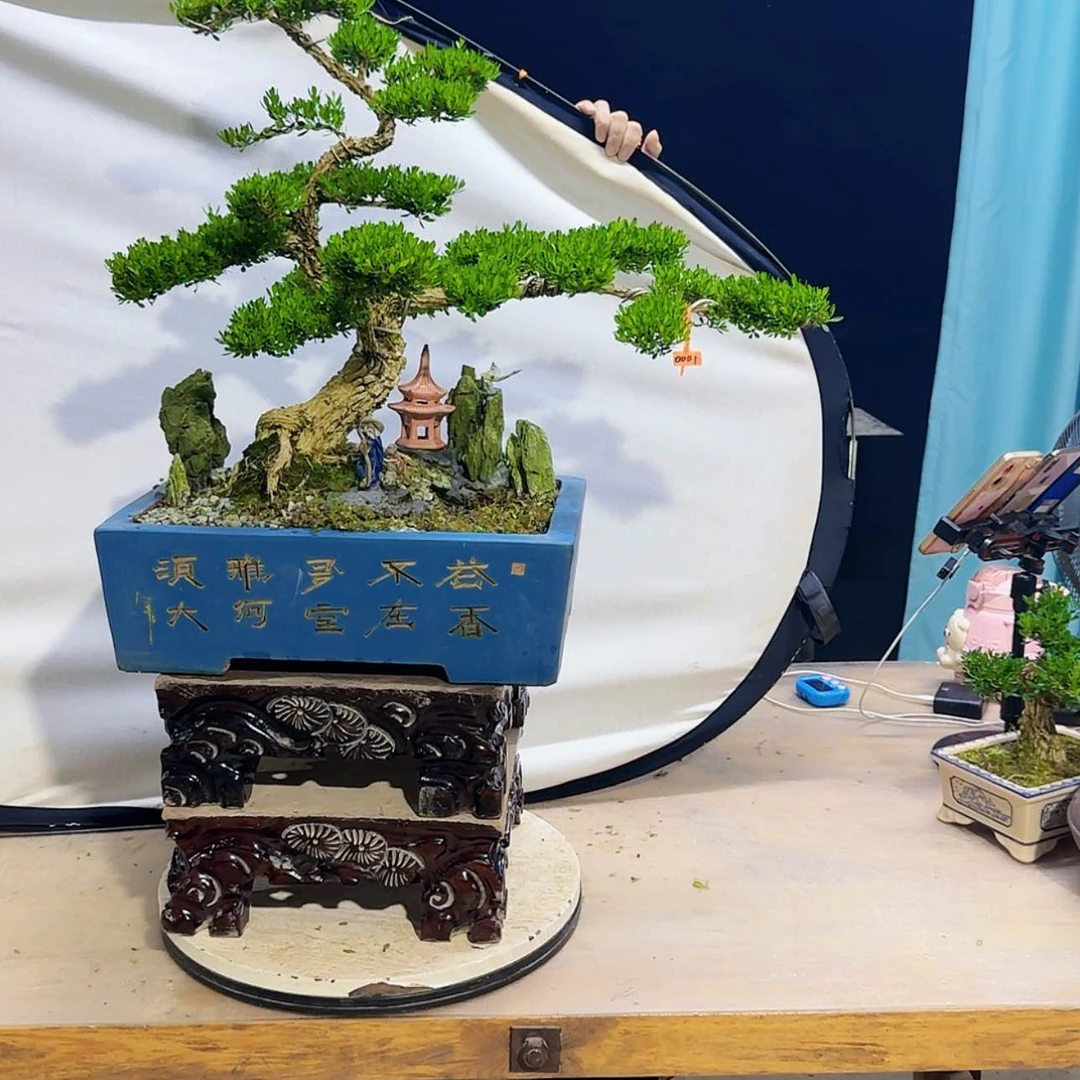 【闪购商品】高端黄杨盆景艺术