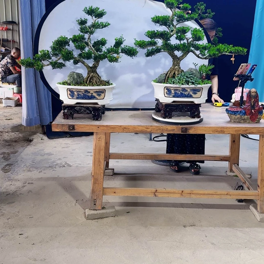 【闪购商品】高端盆景用****3