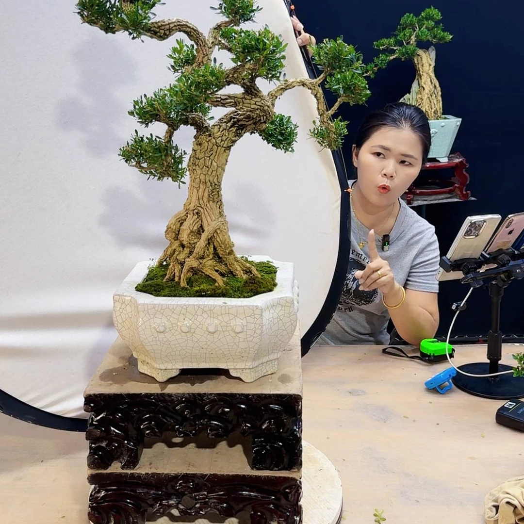 【闪购商品】高端盆景艺术作品