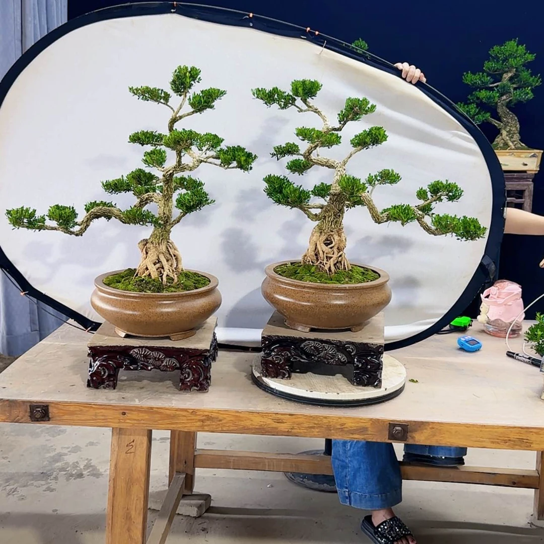 【闪购商品】高端盆景