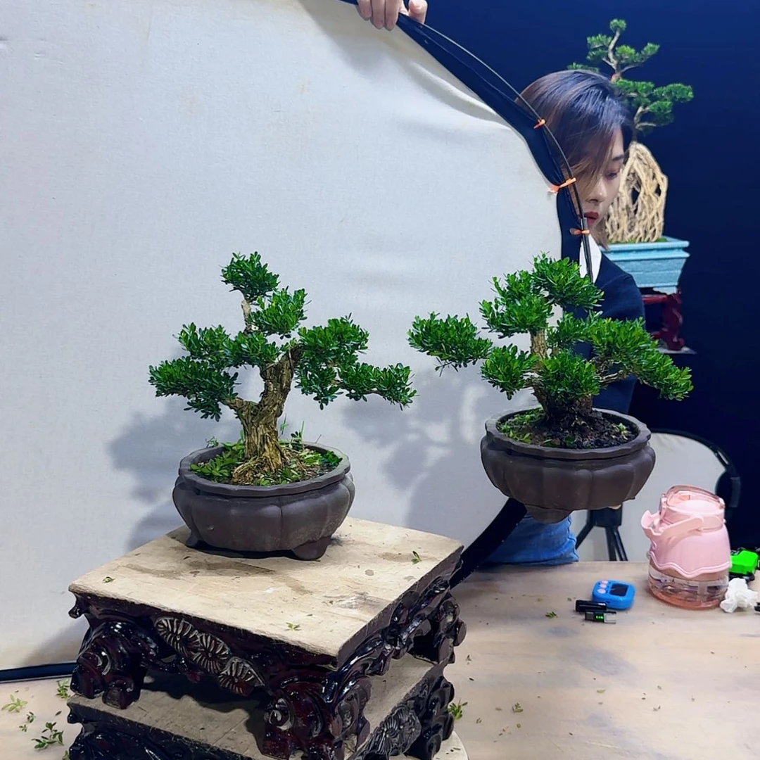 【闪购商品】高端黄杨盆景艺术