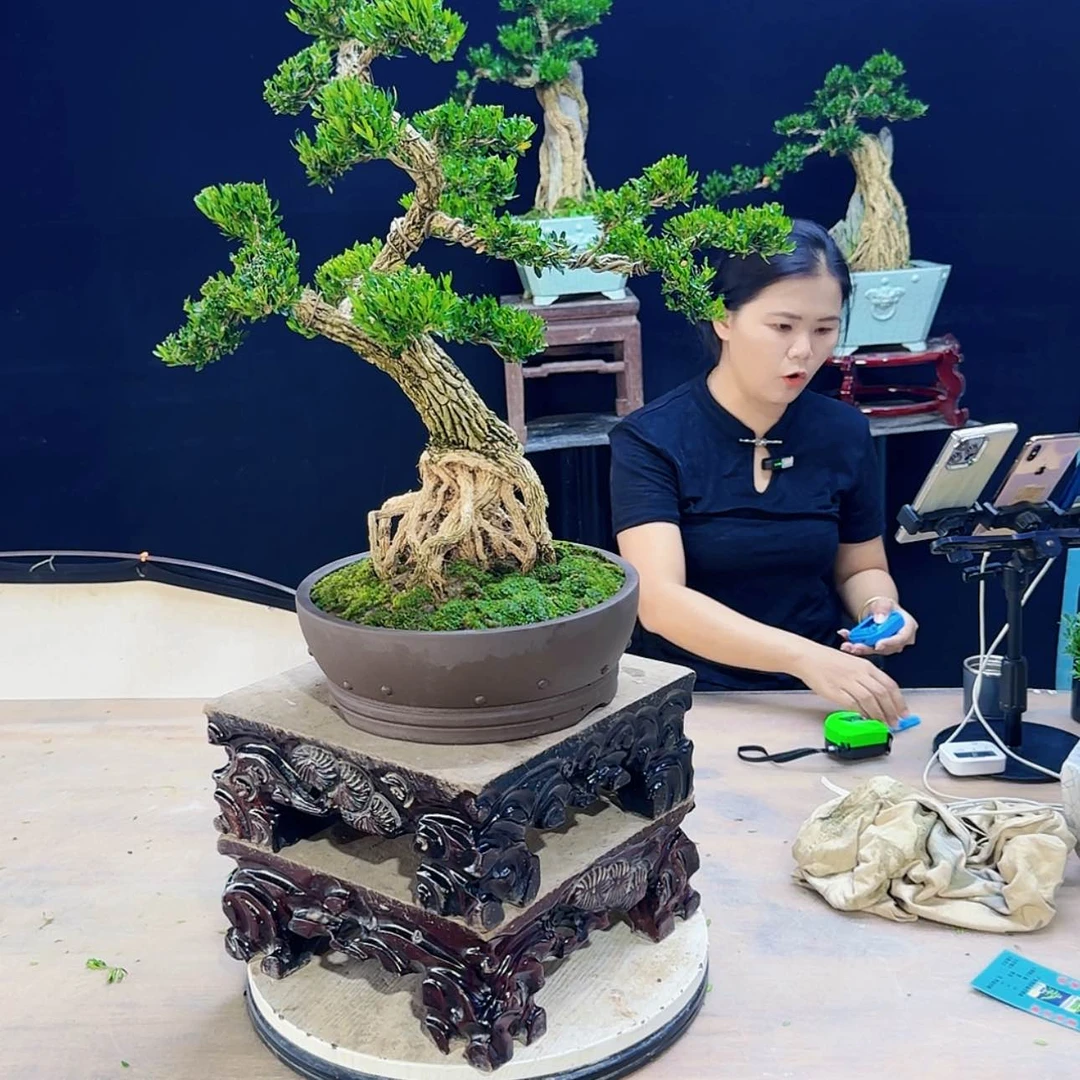 【闪购商品】高端盆景艺术作品