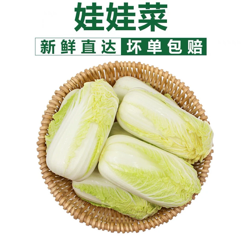 【坏果包赔】河南露天种植新鲜采摘黄心大娃娃菜5斤装鲜嫩蔬菜