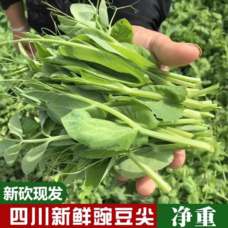 四川豌豆尖新鲜蔬菜现摘现发豌豆苗碗豆菜火锅菜应季菜