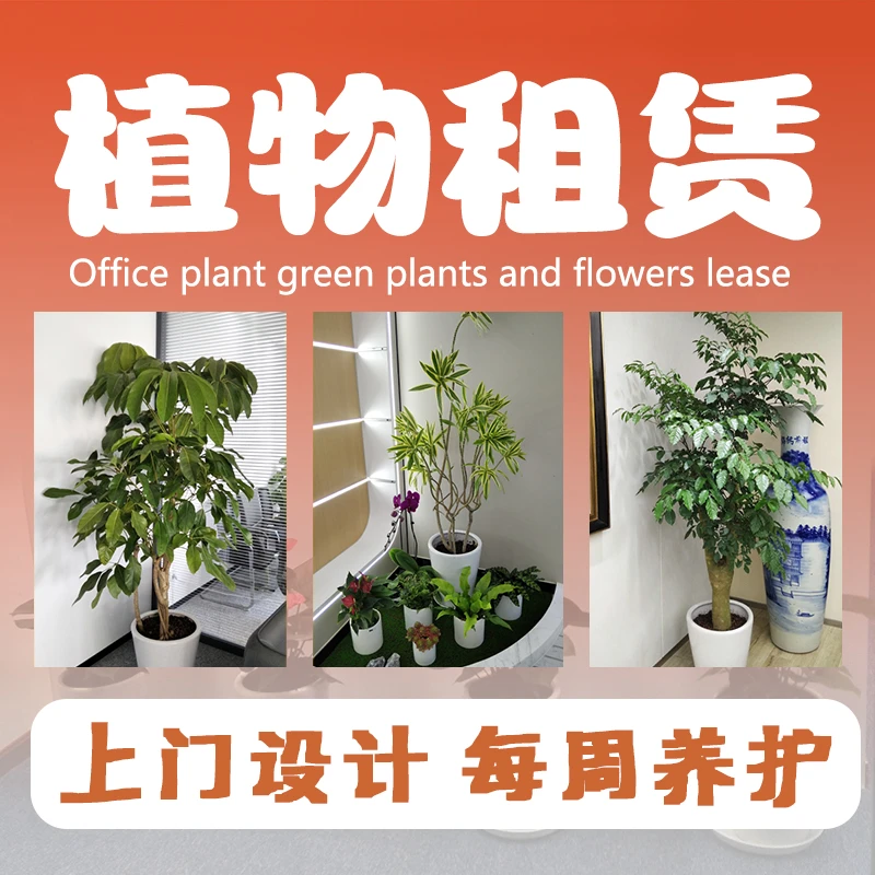 【租花乐】盆栽绿植盆景上海办公室绿植租赁植物花卉养护（仅限上海）