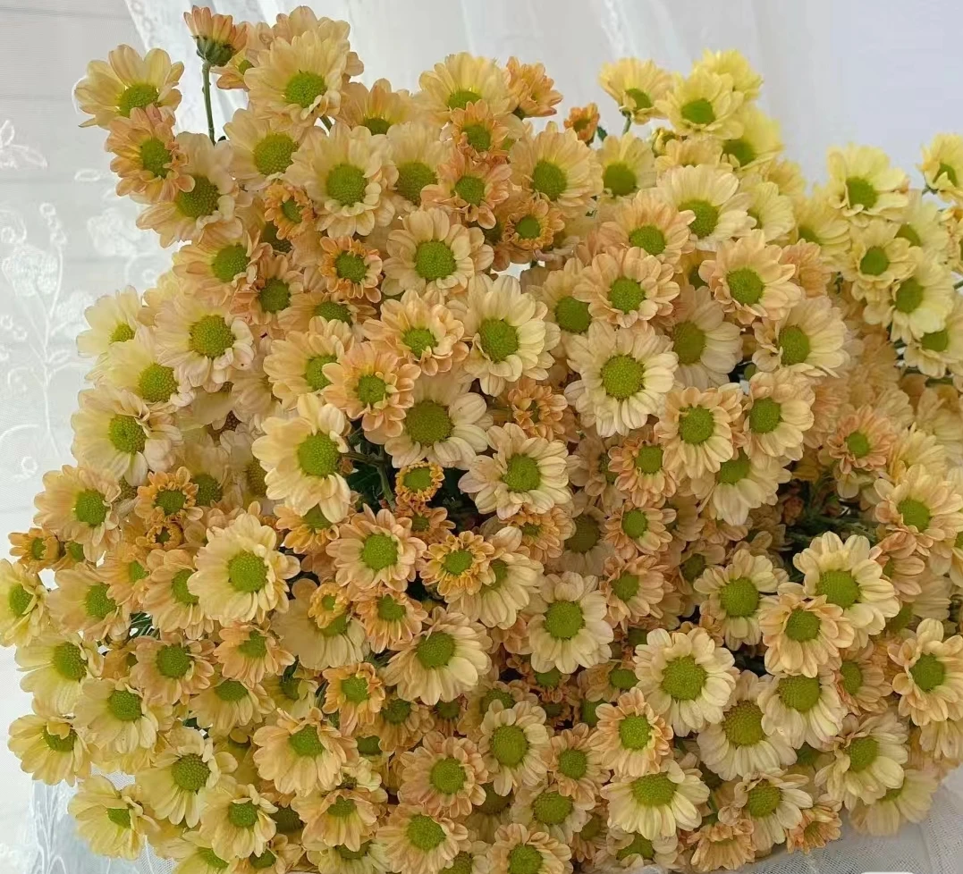 鲜花  配花  小雏菊不选色2扎 两单包邮