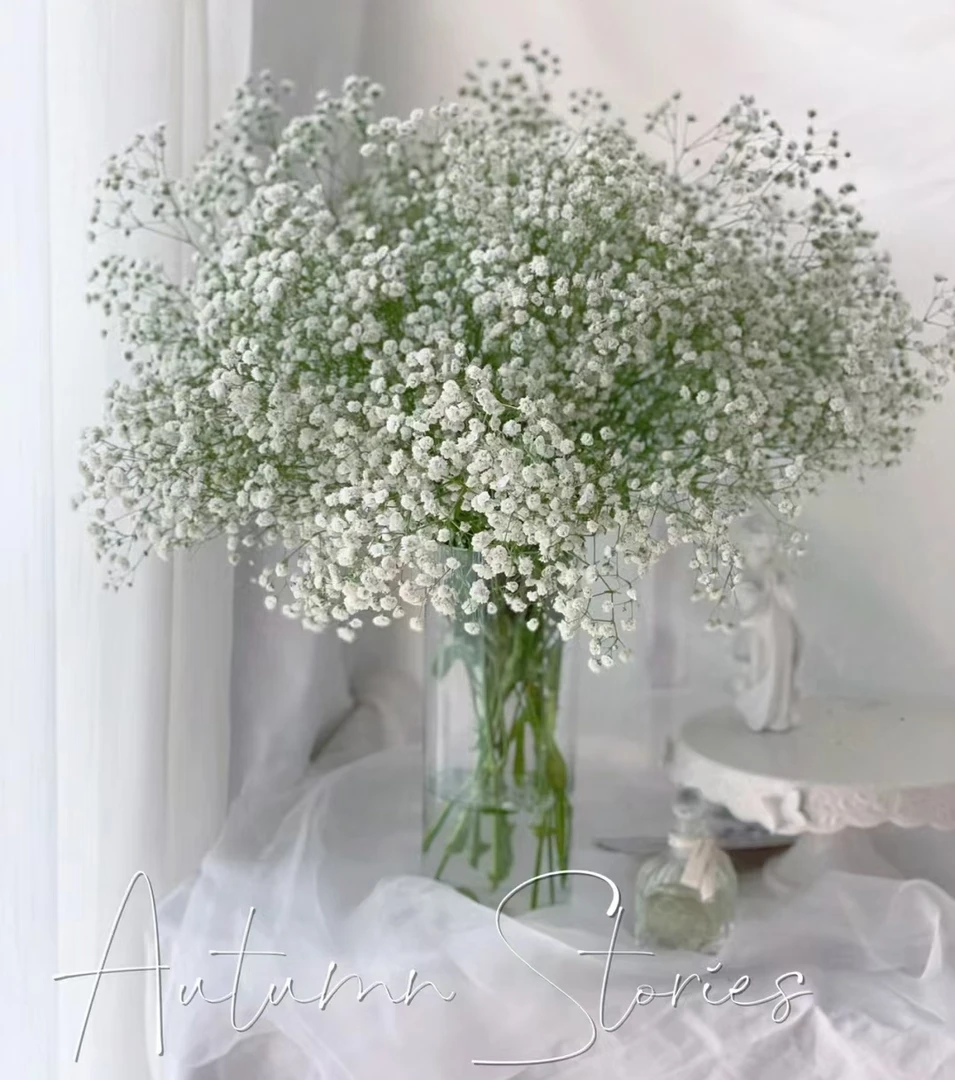 鲜花  配花 500克满天星1扎  两单包邮