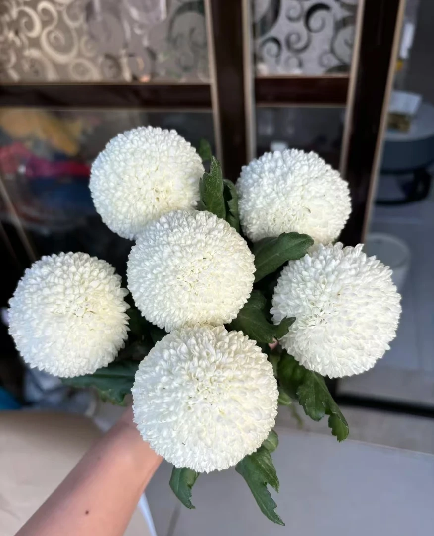 鲜花  配花 乒乓菊白色10支（2支不售后）  两单包邮