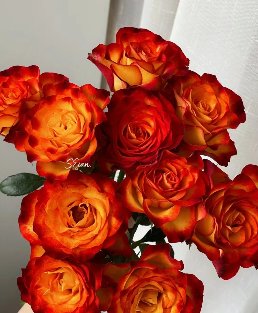 鲜花  单头玫瑰   狂想曲15支+5支不售后  两单包邮