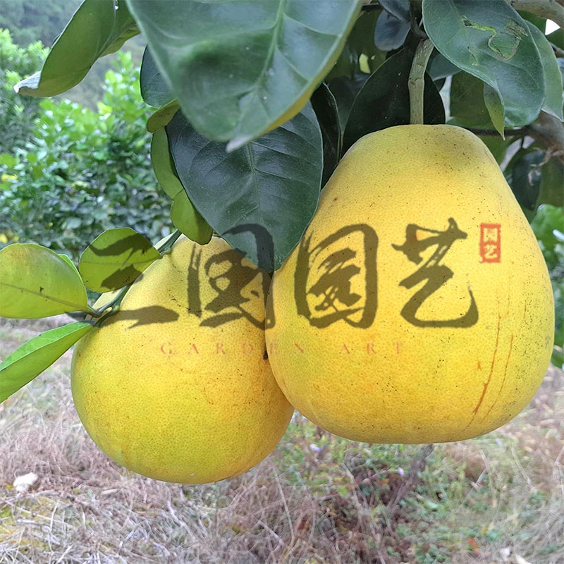 安江小香柚——冰糖柚纯甜安江小香柚嫁接苗果树苗自营直播柚子苗