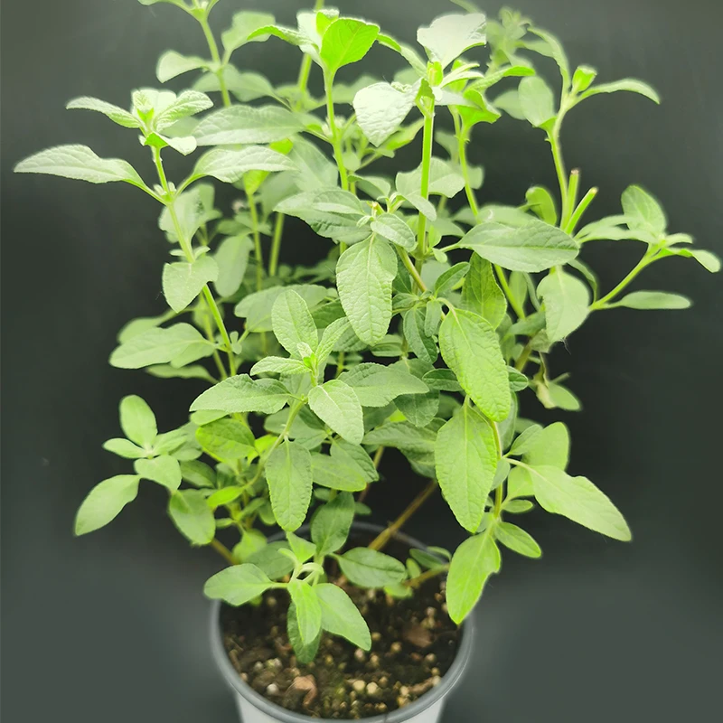 香草盆栽 观赏鼠尾草 樱桃 玫瑰 天蓝 深蓝 蓝花 墨西哥 双色快乐