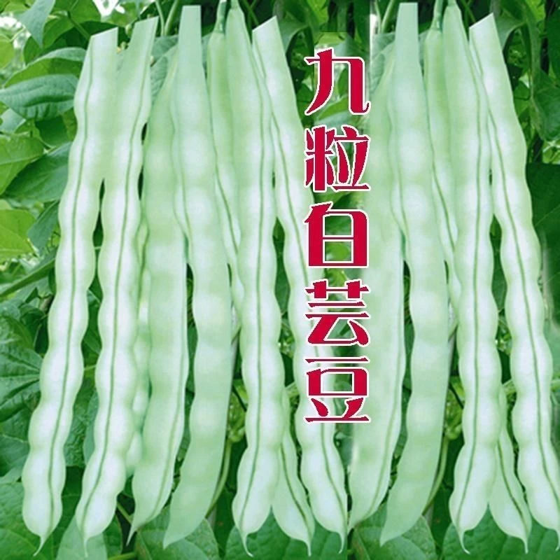 【满5包包邮】九粒白芸豆种子豆角四季豆春季四季农家菜园蔬菜种子
