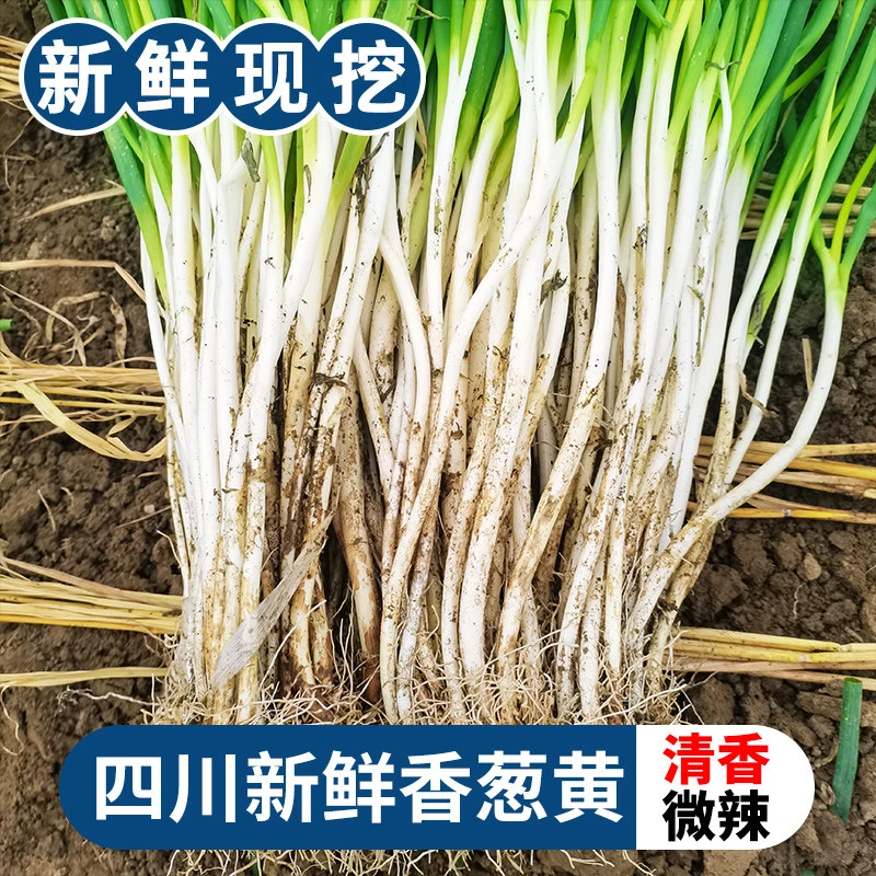 四川农家自种小葱黄1斤/3斤/5斤葱白新鲜现挖毛葱非大葱食用