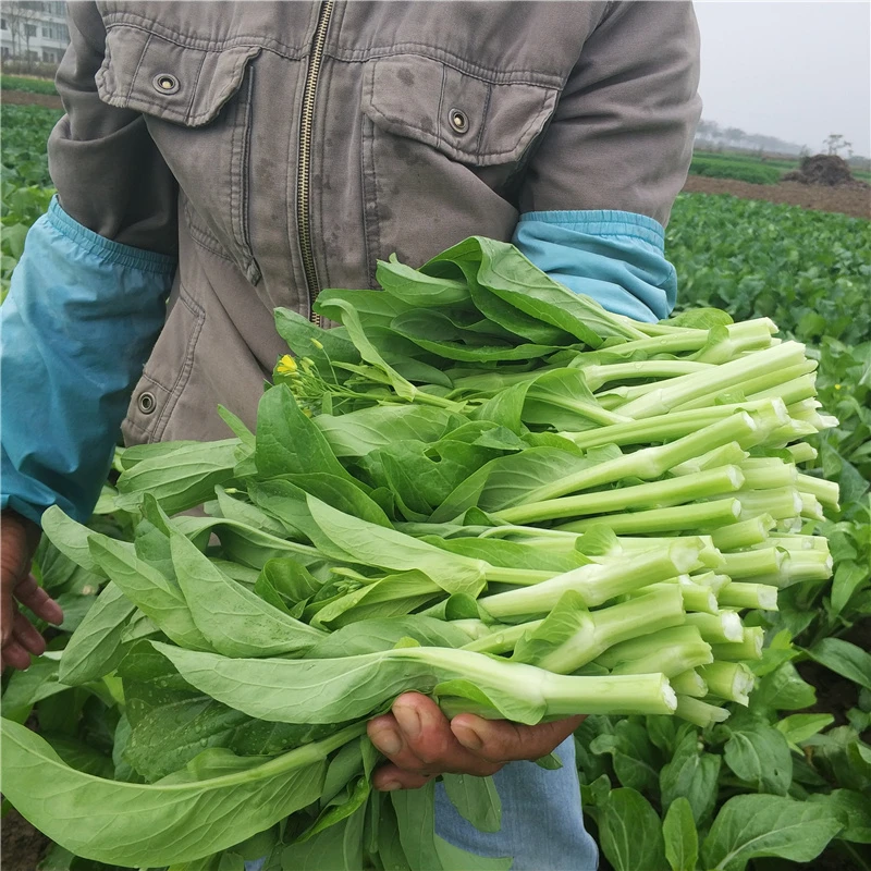 白菜苔湖北农家自种菜薹现摘应季新鲜蔬菜瓜果3斤装