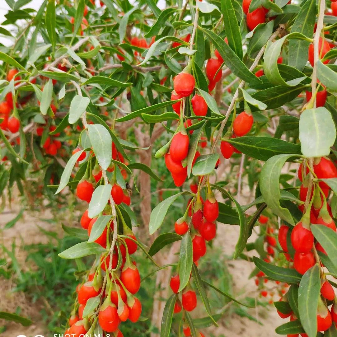 红枸杞大果无熏染500克包邮