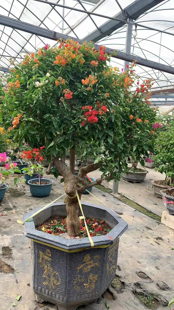 老桩嫁接多色！泰国五雀梅！四季开花