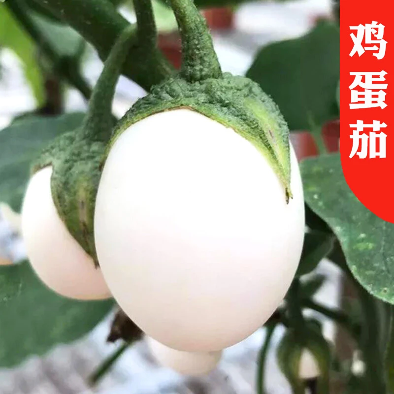 鸡蛋茄种子耐贮耐运白蛋茄家庭种植阳台盆栽四季种植白茄长椭圆形
