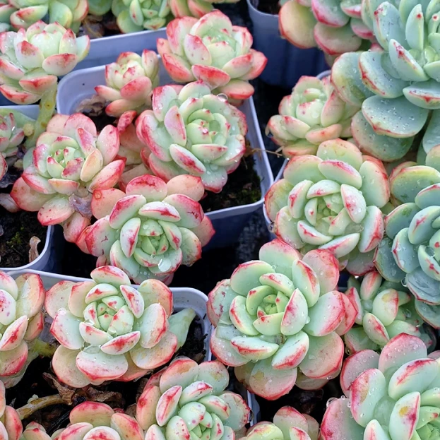 亏米套餐二 花开花卉【满9.9包邮】多肉植物 栽种养护 裸根发货