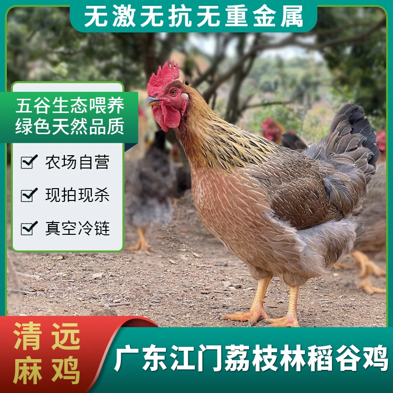 老鸡300天--稻谷清远麻鸡（现称现卖）大山农场散养
