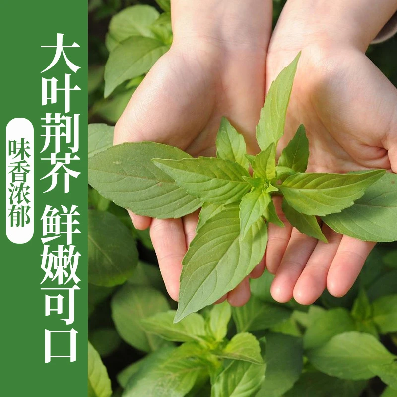 大叶荆芥种子香荆芥特色野菜凉拌阳台菜园春季四季播速生菜籽