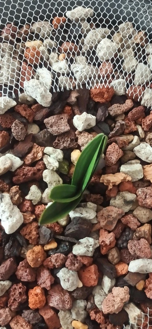 惠兰木纹皮草  50