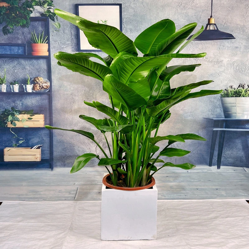 天堂鸟盆栽植物鹤望兰大型绿植净化空气办公室家居客厅北欧吸甲醛