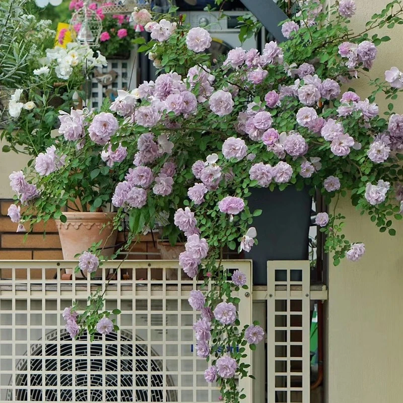 蓝色阴雨盆栽地栽浓香藤本花苗庭院爬墙花卉简易盆原盆原土发货