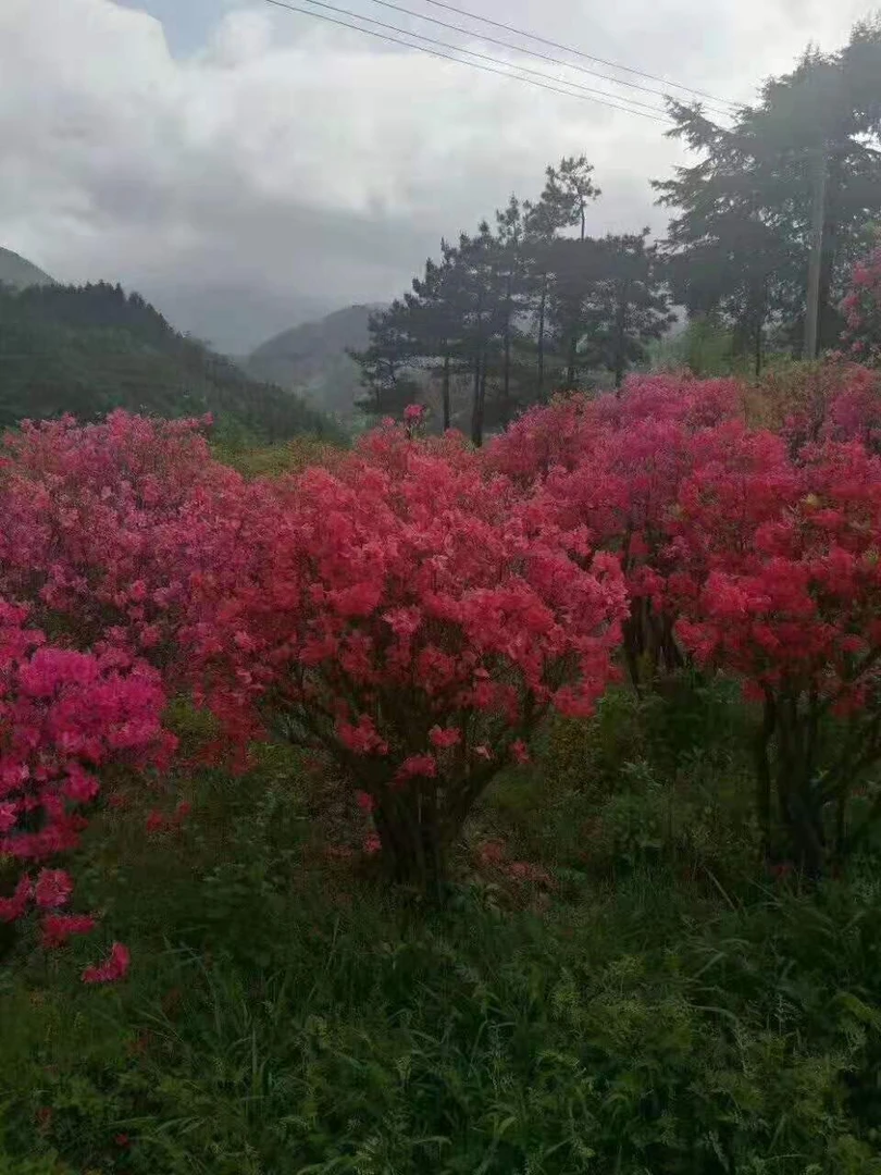 大别山映山红直播间一拍一付