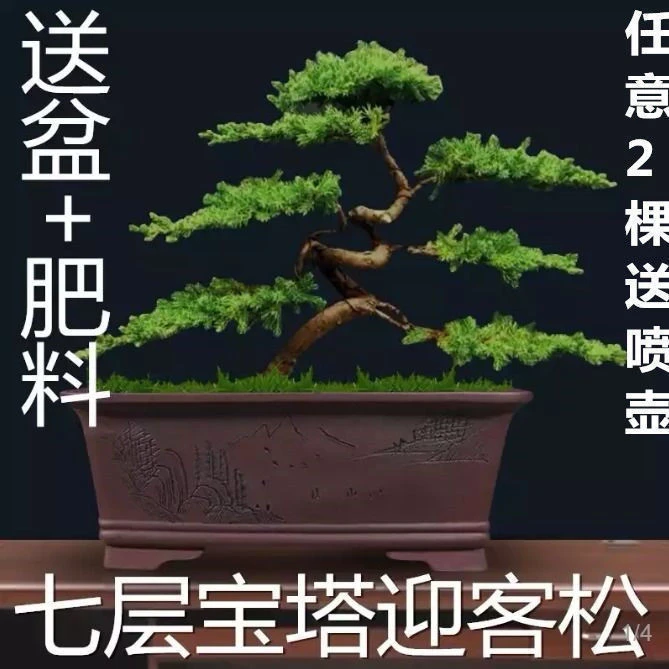迎客松真树盆景迎客松室内外松柏地柏造型盆景办公室庭院景观盆景