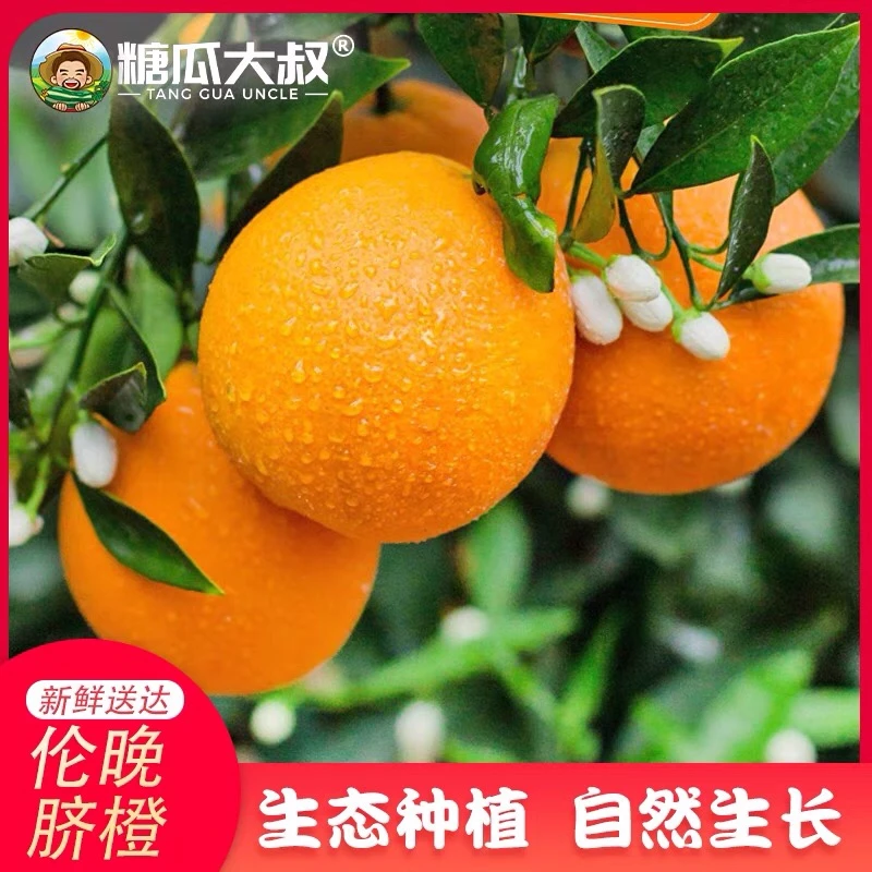 伦晚脐橙5/9斤春天现摘的新鲜橙子生态种植自然成熟