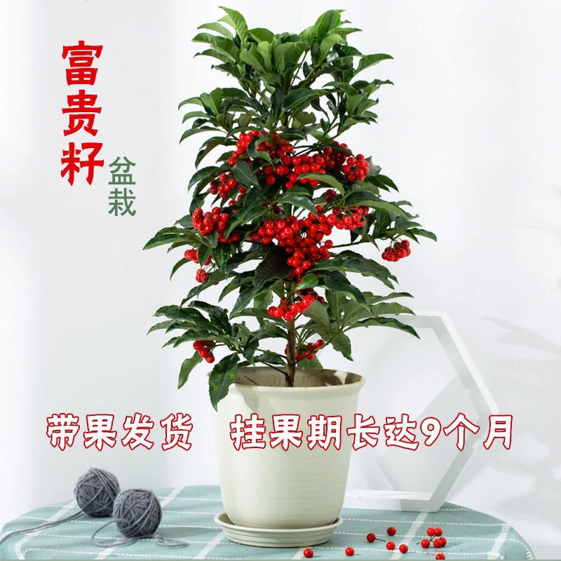 富贵籽带果盆栽金玉满堂红凉伞朱砂根喜庆红果玫瑰鲜花花卉植物