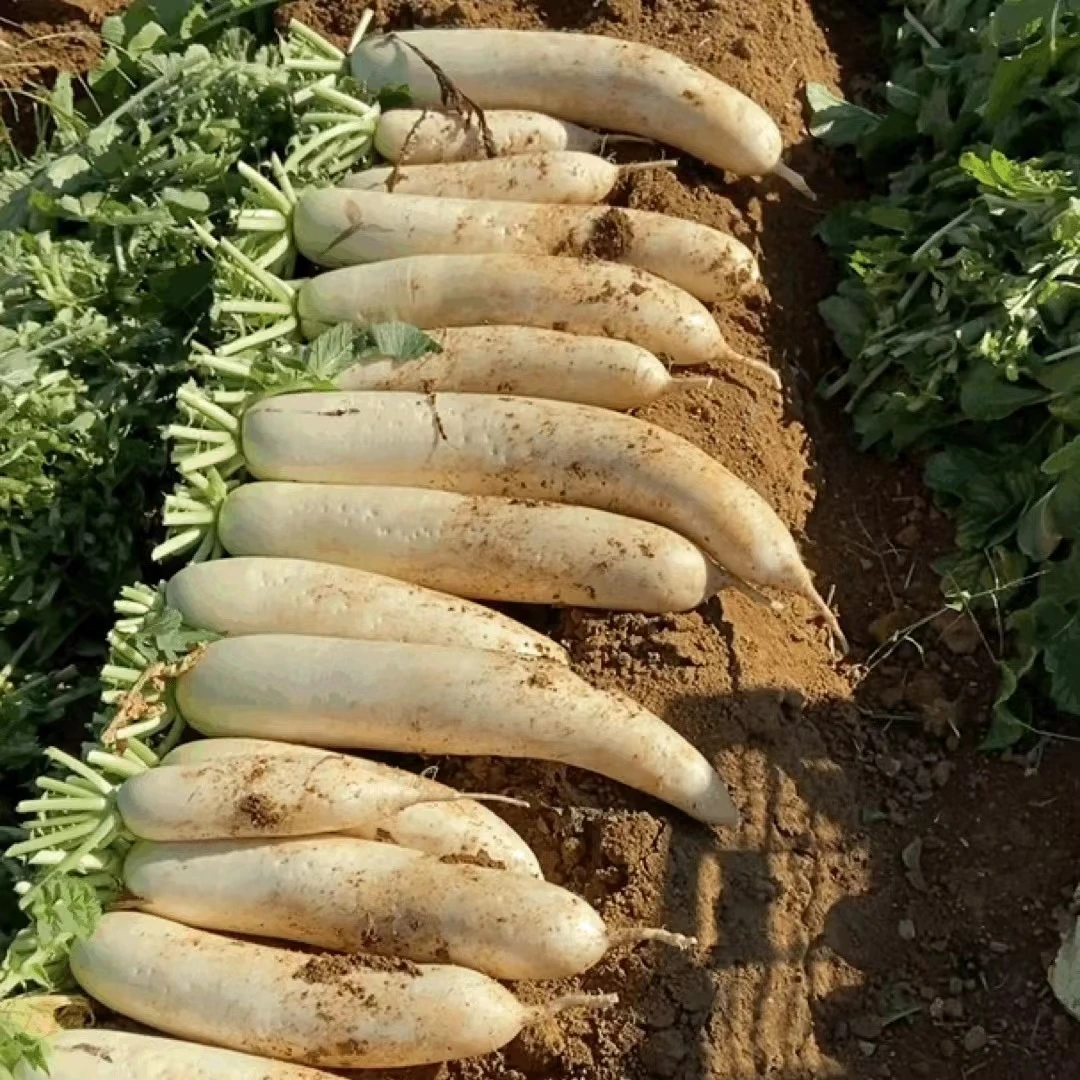 福建大田当季高山雪山萝卜生吃甜脆水分足不辣口无丝无渣1500g
