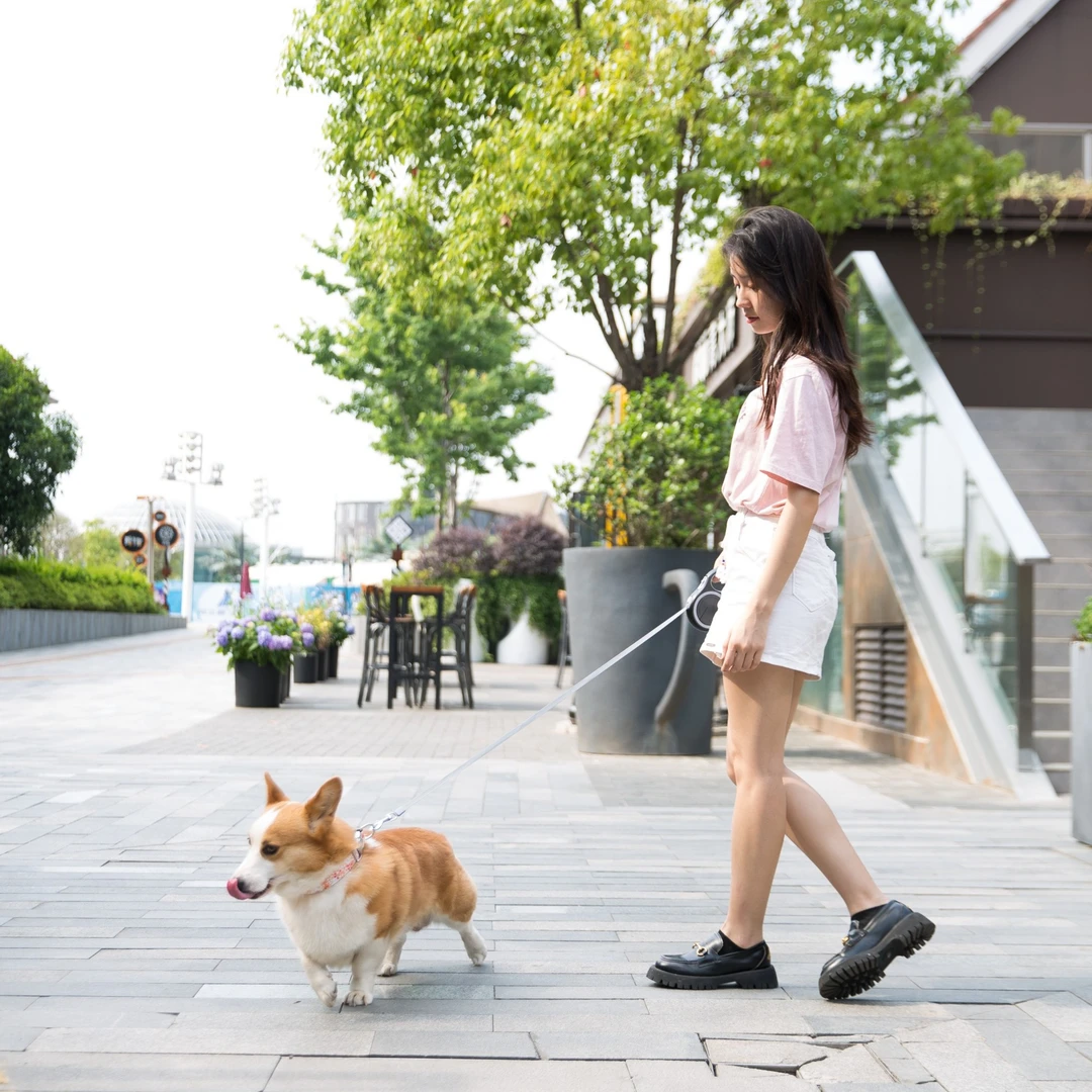 [达人]狗狗自动牵引绳遛狗经典款挂钩中型小型犬泰迪柯基用2026