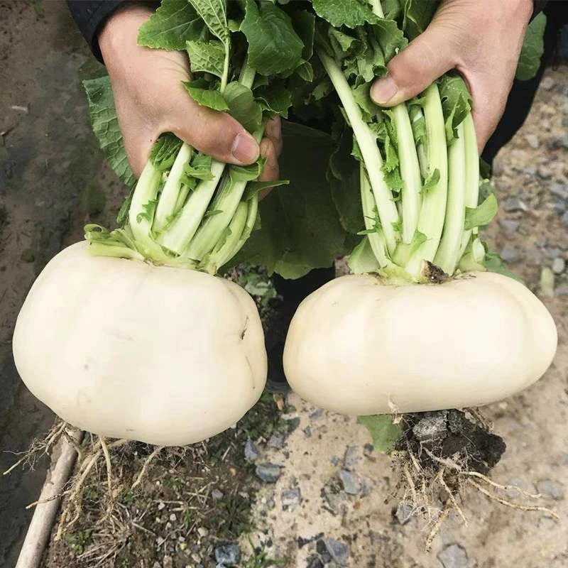 白玉精品盘菜种子玉环蔬菜四季种植大
