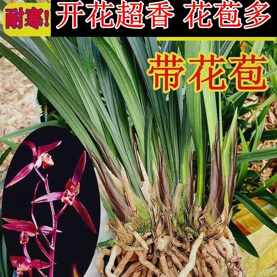 带花苞  超香兰花 满江红 四季开花 超好养 室内盆栽兰花