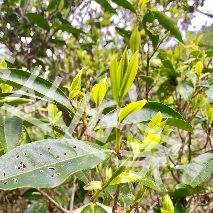 乌岽古树茶  单株老仙翁 100克一罐