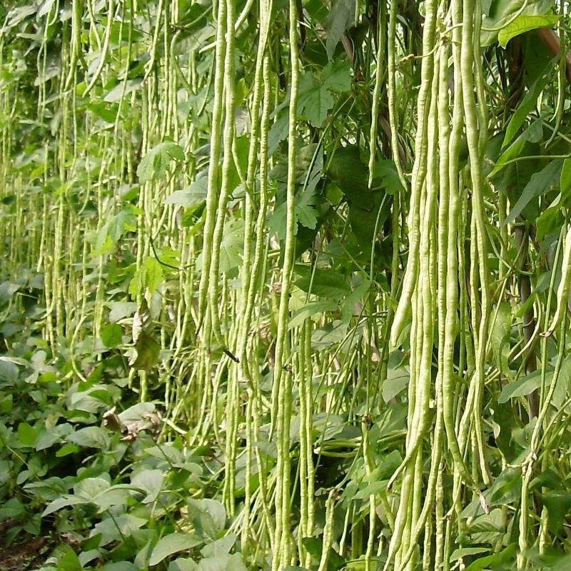 摘不败豇豆种子  长豆角种子 菜园盆栽
