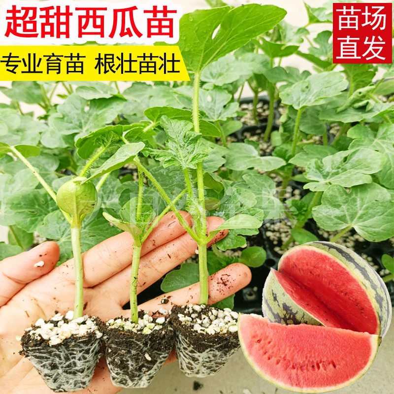 冰糖麒麟西瓜苗子秧苗种子薄皮超甜京欣8424阳台盆栽庭院水果种子