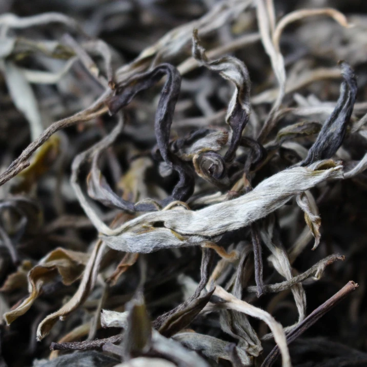 2025年王子山曼松挑采