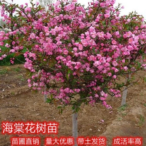 海棠花树苗庭院耐寒植物垂丝海棠室内外四季开花西湖海棠树苗地栽