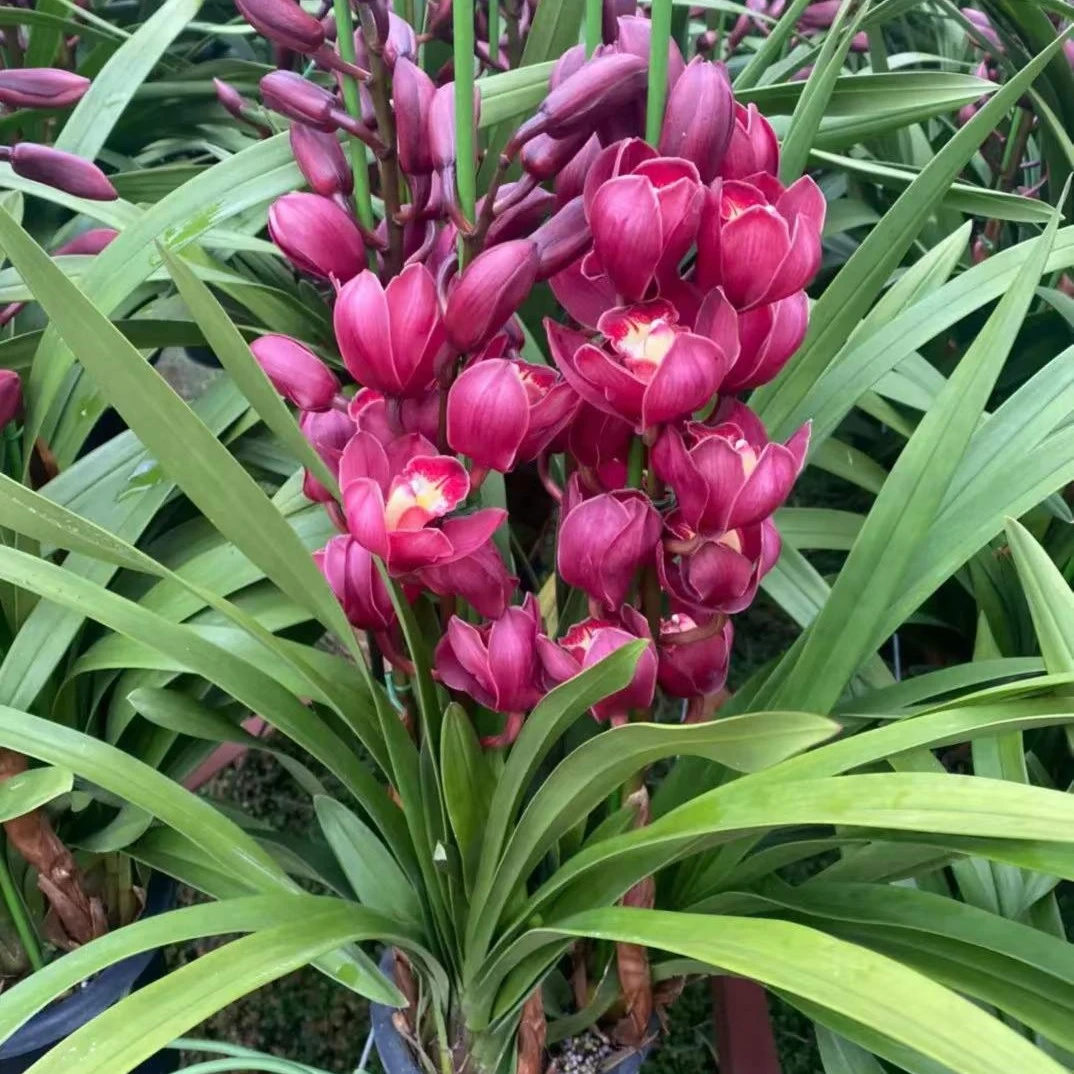 【红袍桌面款】大花蕙兰 喜庆年宵花好看美观