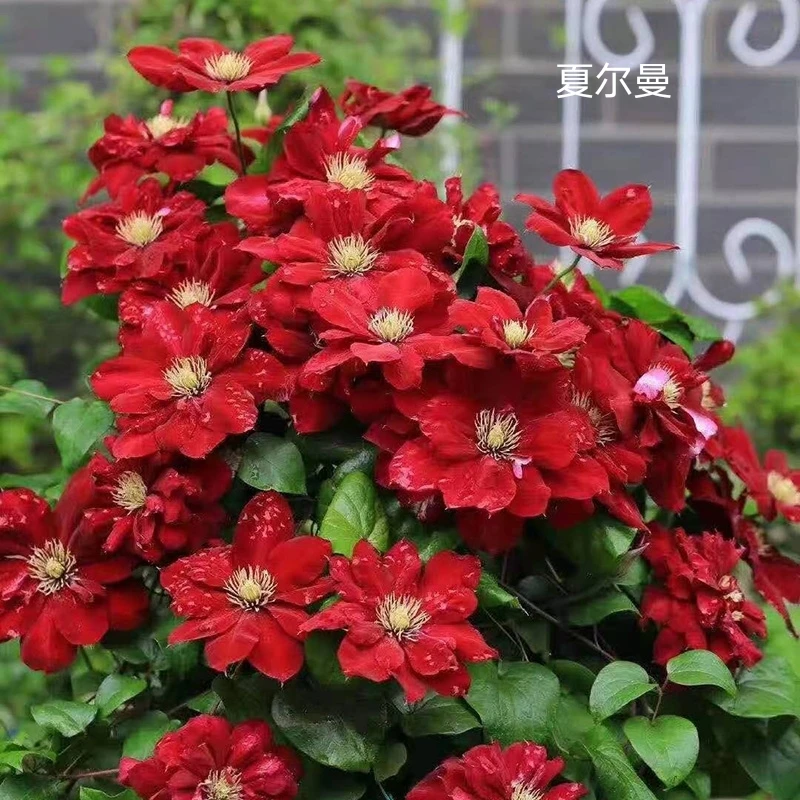 硕硕家一加仑铁线莲爬藤植物盆栽大苗阳台庭院多年生花卉