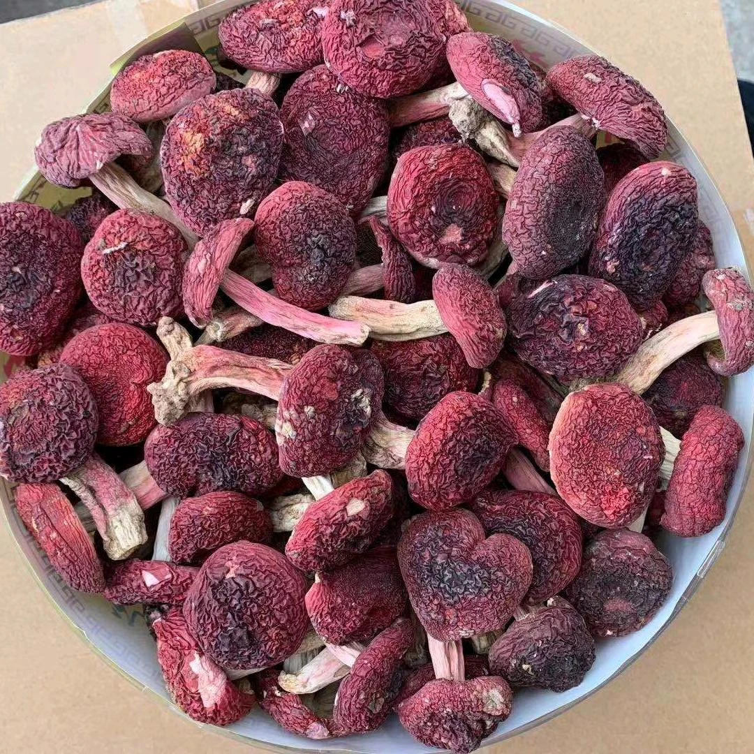 新货精选！精选！福建特产三明野生正宗红菇红蘑菇红椎菌干货250g