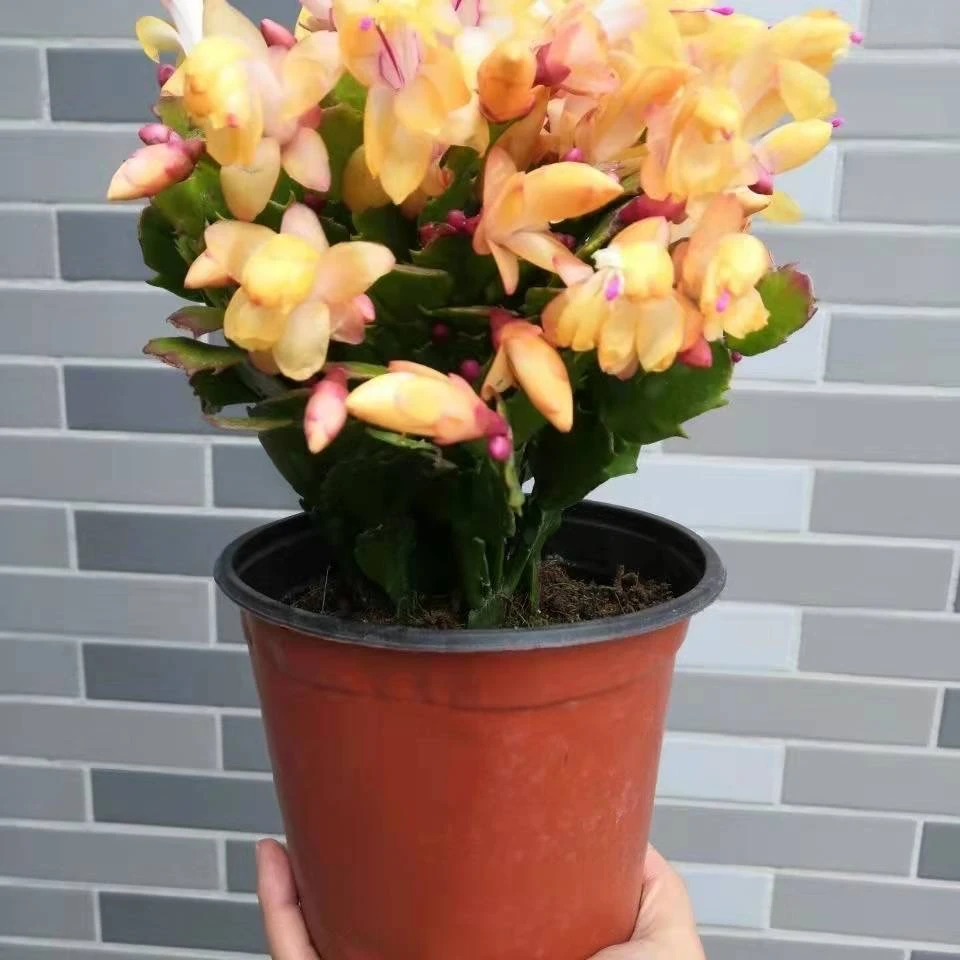 黄金蟹爪兰室内阳台盆栽花卉四季开花好养