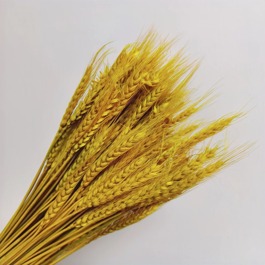 花中圆    大麦干花100枝，可存放2-3年。