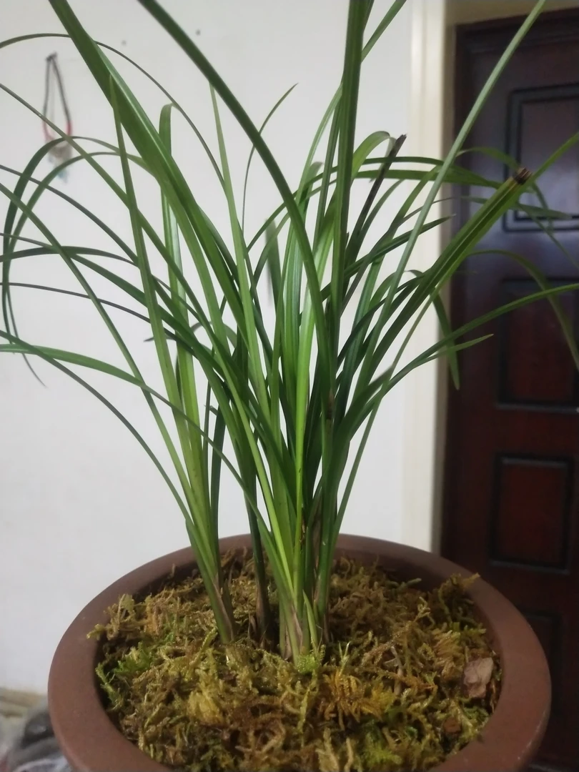 云南莲瓣兰没有见花