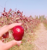 昆玉市菲菲干果店