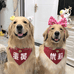蛋黄商城