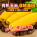 东北有机玉米