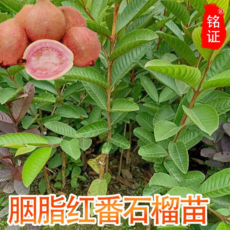 胭脂红番石榴树苗四季番石榴苗红宝石芭乐水晶当年结果树苗